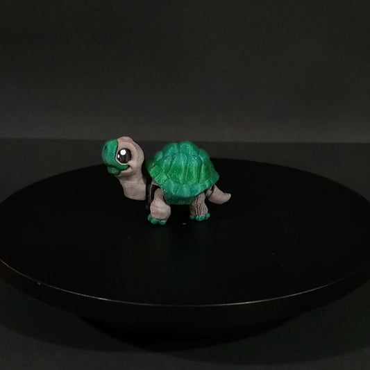Pet Tortoise